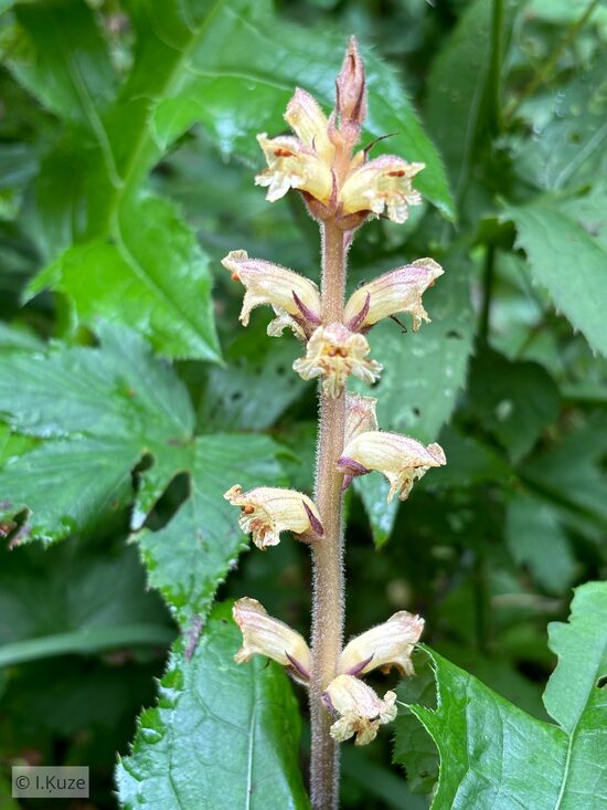 Orobanche reticulata